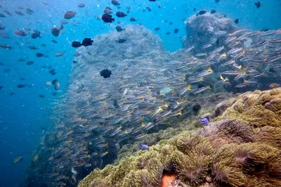 Aloha Diving - Scuba Diving in Phuket