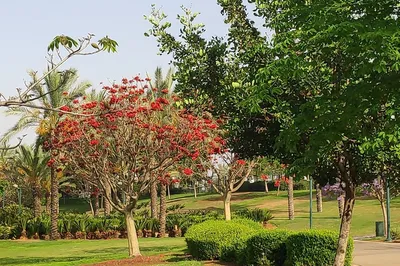 Isaac Wald Park - Kfar Saba Park