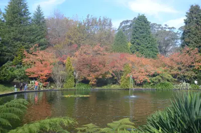 藍山賞楓葉