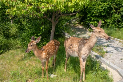 Sika Deer Feeding in Dalian