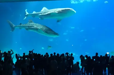 一家四口珠海长隆海洋王国两日游