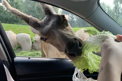 Beijing Daxing Wildlife Park Day Trip