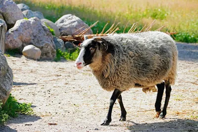 Fallkulla Domestic Animal Farm
