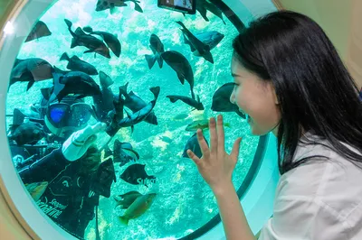 西歸浦潛水艇