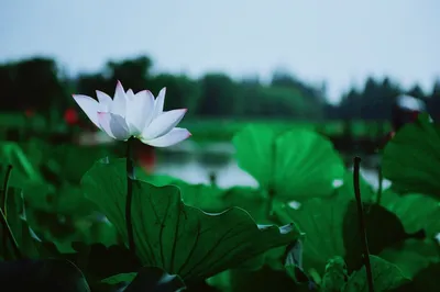 這個夏日，來高淳慢城，「荷」你一起感受慢生活
