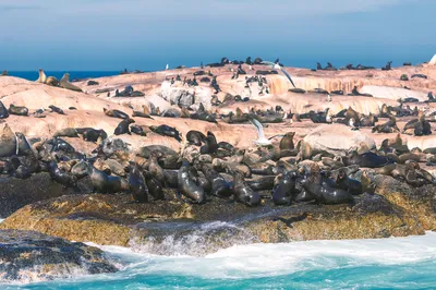 Duiker Island