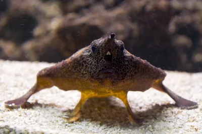 圣保罗水族馆
