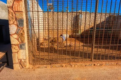 The Jordan Zoo