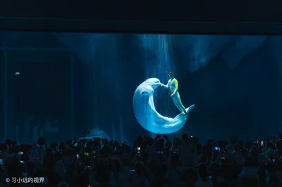 A Refreshing Escape at Shanghai Haichang Ocean Park in the Late Summer Heat of 38°C