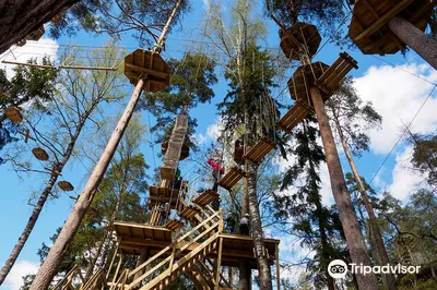Treetop Adventure Huippu