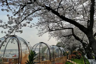 武漢晴川飯店的櫻花盛開了