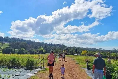 Picking Flowers at Glenbernie Family Farm on the Outskirts of Sydney