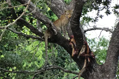 African Pangolin Safaris