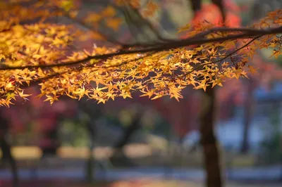 最美的季節-京都