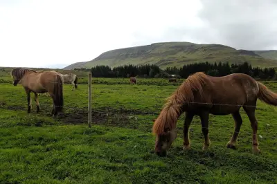Laxnes Horse Farm