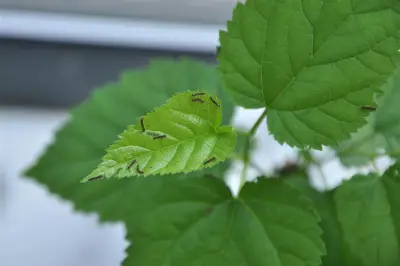 我的养蚕日记