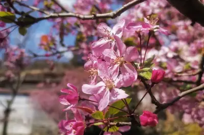 3月春遊季不負春光，昆明周邊賞花、喫柴火雞，婦女節免費！