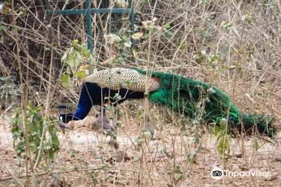 Sanjay Van