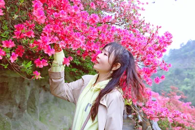 杜鵑花開滿雲霧山，雨中漫步別有一番風味。