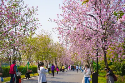 陽春三月又是一年賞花季， 走進廣州夢幻紫荊花海，遇見春天的美好