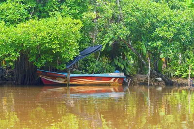 Mangrove Cave
