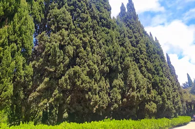 Botanical Garden
