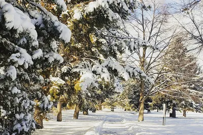 Verbena Park
