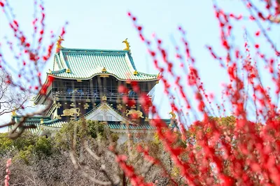 Let's go to the plum grove at Osaka Castle!