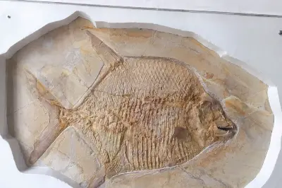 Palaeontological Museum, Munich