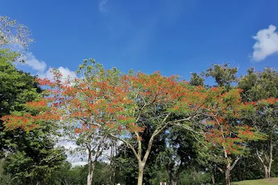 Manila Golf and Country Club Inc