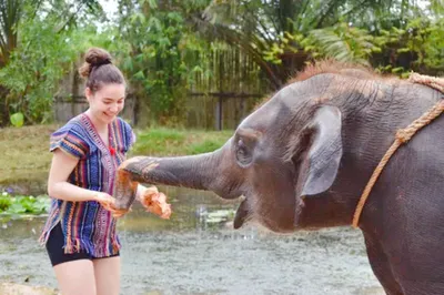 Phuket Elephant Care