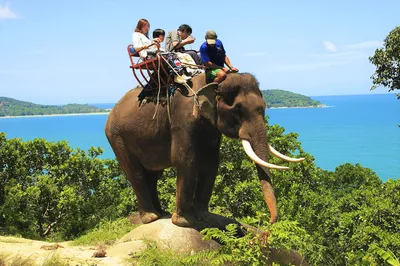 Phuket Elephant Ride