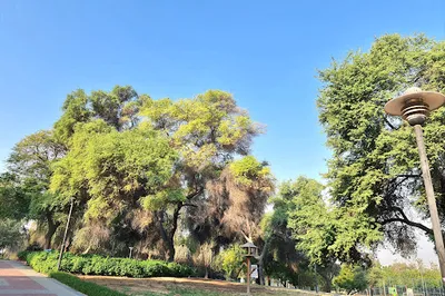nad shamma park