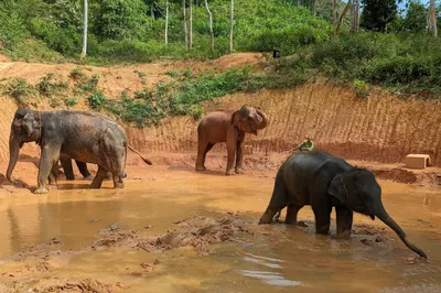 Phuket Elephant Care @ Loch Palm