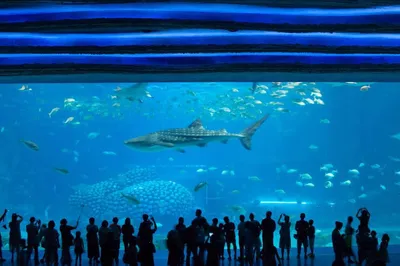 Whale & Shark Pavilion