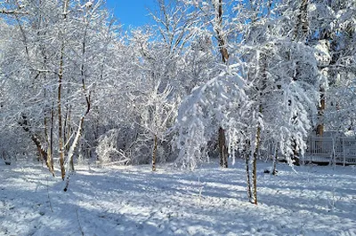Byford's Forest
