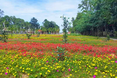 Forest Ecological Tourism Zone in Ha Gia