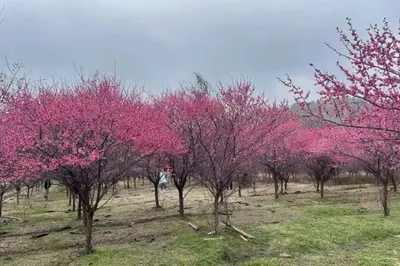 Appreciating Plum Blossoms at Beishan Botanical Garden + Hiking in Beishan Forest Park + Numerous Activities at Quanlu Villa