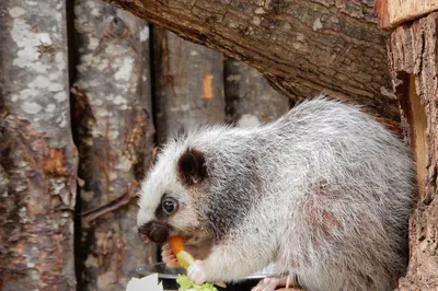 植物園附屬動物園