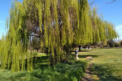 Penitencia Creek County Park