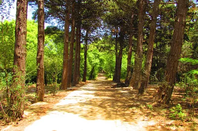 Central Botanical Garden