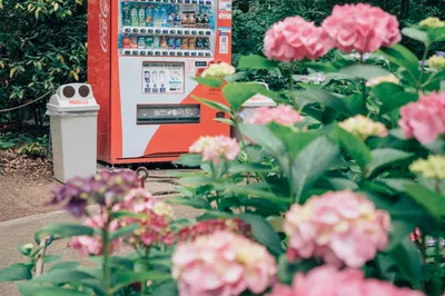 Hydrangea Garden at Hakozaki Shrine