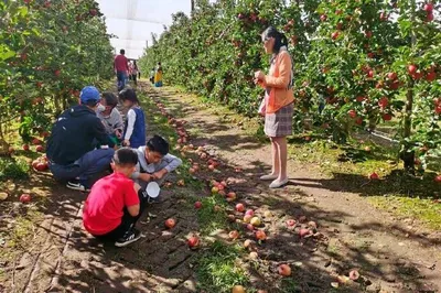 Picking Apples at TNTproduce Orchard in Sydney
