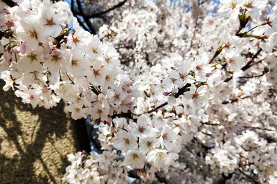 花開有時，明年在日本等你