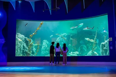 ACUARIO MICHIN CDMX