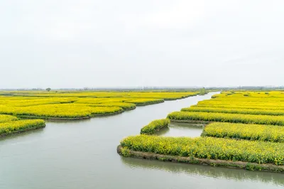 Don't Miss This Spring: Admire Floating Rapeseed Flowers in Xinghua and Explore Jindongmen Old Street