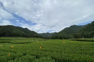 置身杭州茶园，我竟然不再斤斤计较了！