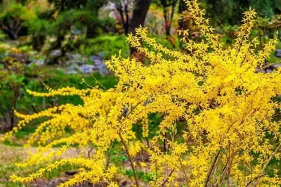 Harbin Spring Travel Guide (with Flower Viewing Times) Part 1
