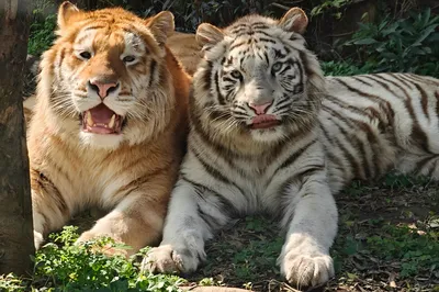 Leheledu Animal Theme Park