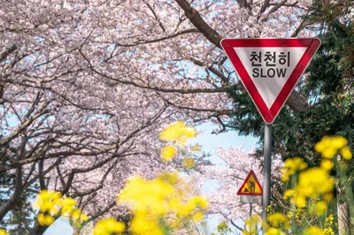 Jeonnong-ro Cherry Blossom Road